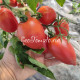 Dwarf Ann`s Dusky Rose Plum (Дварф Темная-розовая слива Энн), США